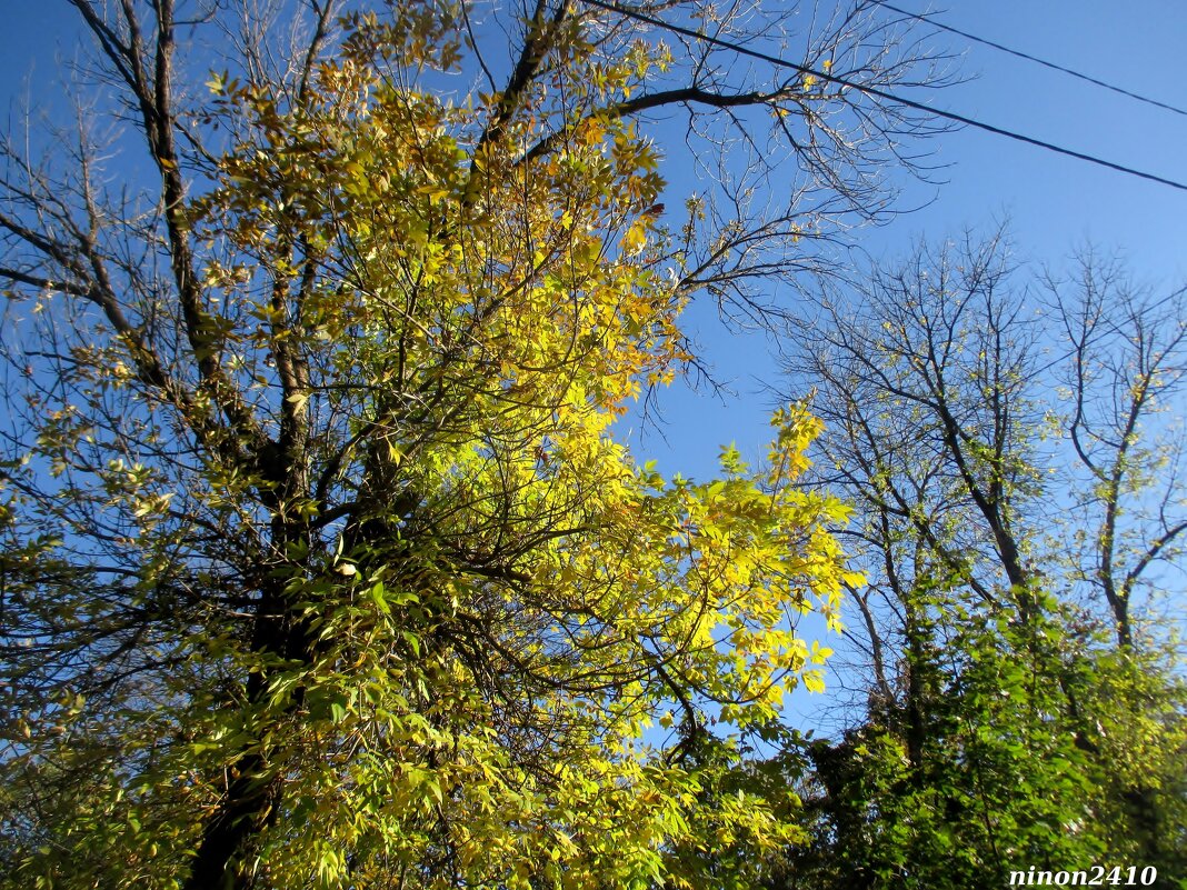 Облетает листва осенней порой - Нина Бутко