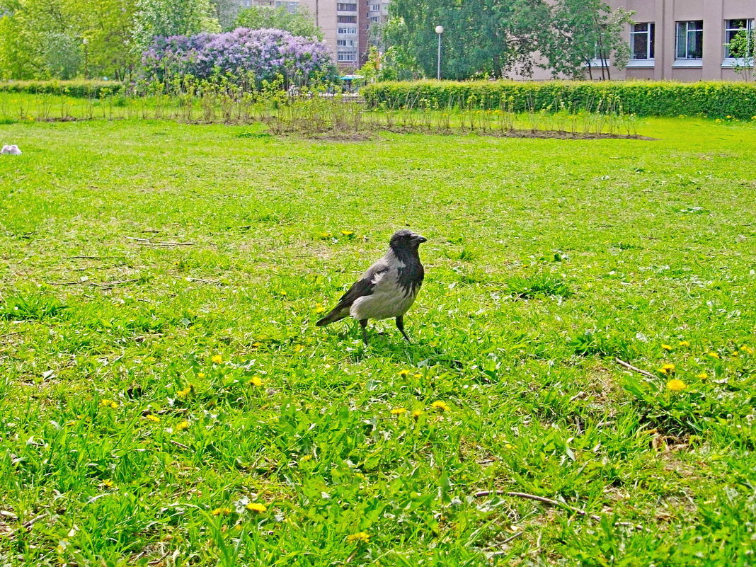 Летящей походкой она вышла из мая :-) - Лия ☼