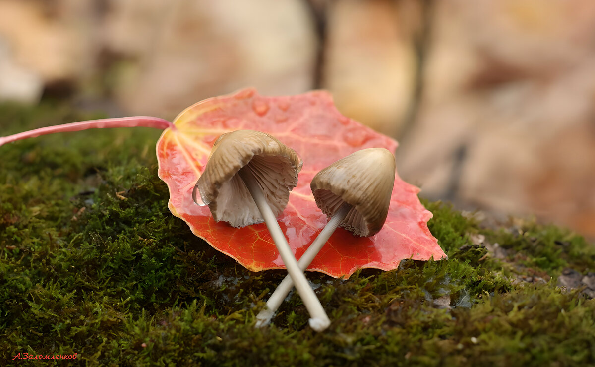Продолжаем искать волшебные грибочки в ноябре... :-) - Андрей Заломленков