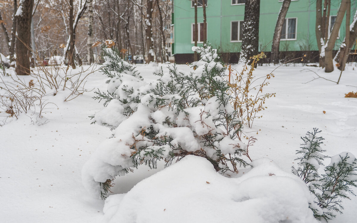 Природа в городе - юрий поляков