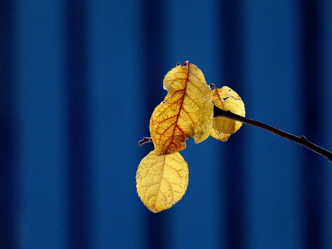 Золотые листья - Леонид leo
