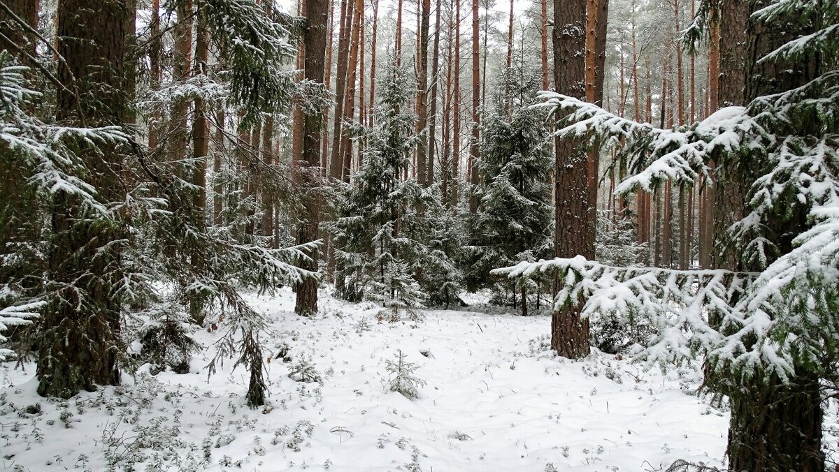 Хвойный лес после снегопада. - Милешкин Владимир Алексеевич 