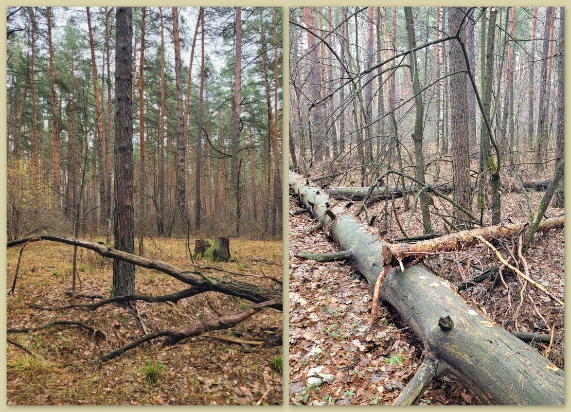 Лес без грибов - Татьяна 
