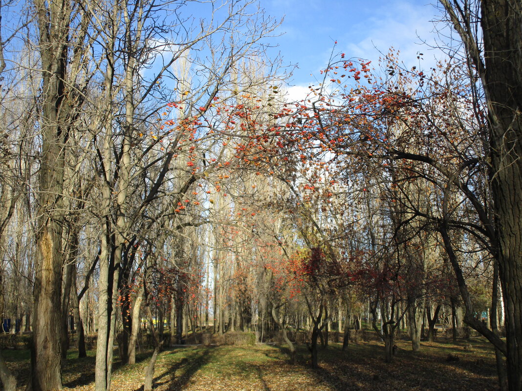 В парке ноябрь - Елена Шаламова