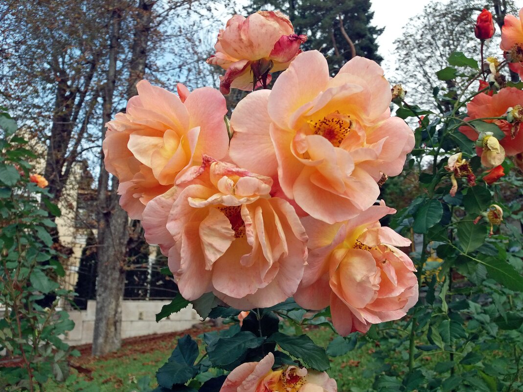 Осенние розы - Galina Solovova