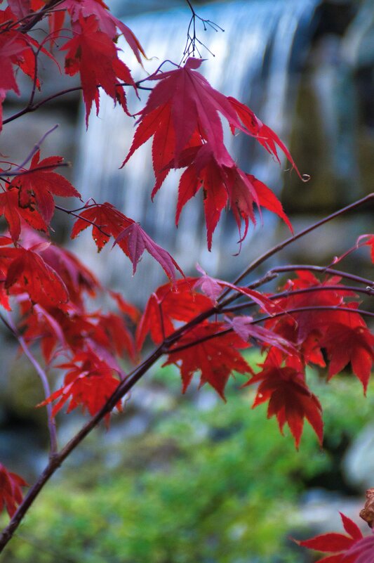 Осень в Японском саду - Андрей 