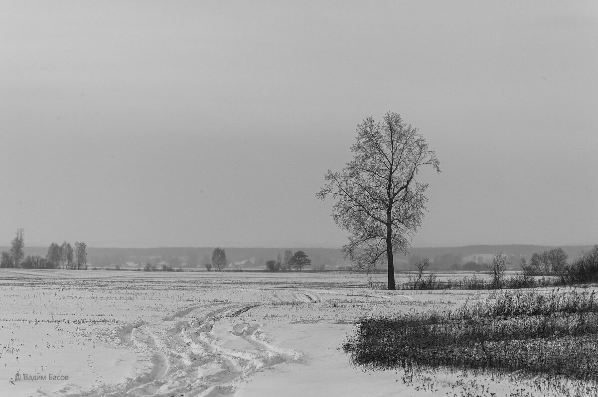 Дерево на фоне зимнего пейзажа. - Вадим Басов