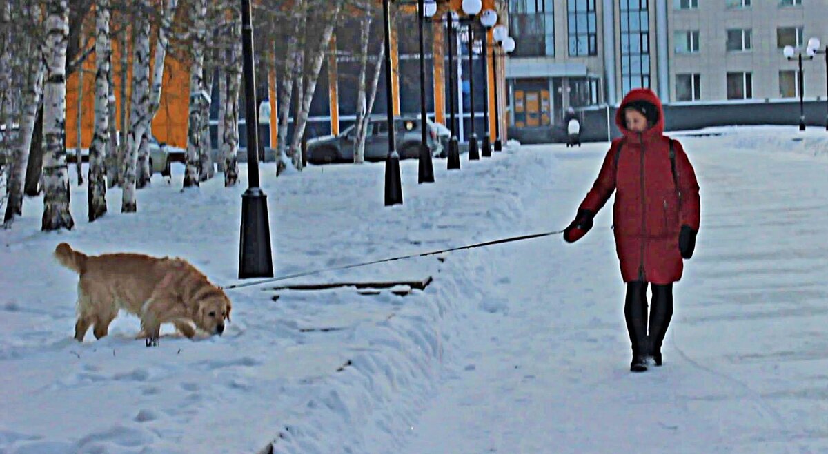 Декабрь...На прогулке  с любимым псом! - Владимир 