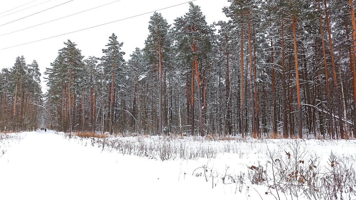 Зимний лес - Татьяна Тюменка
