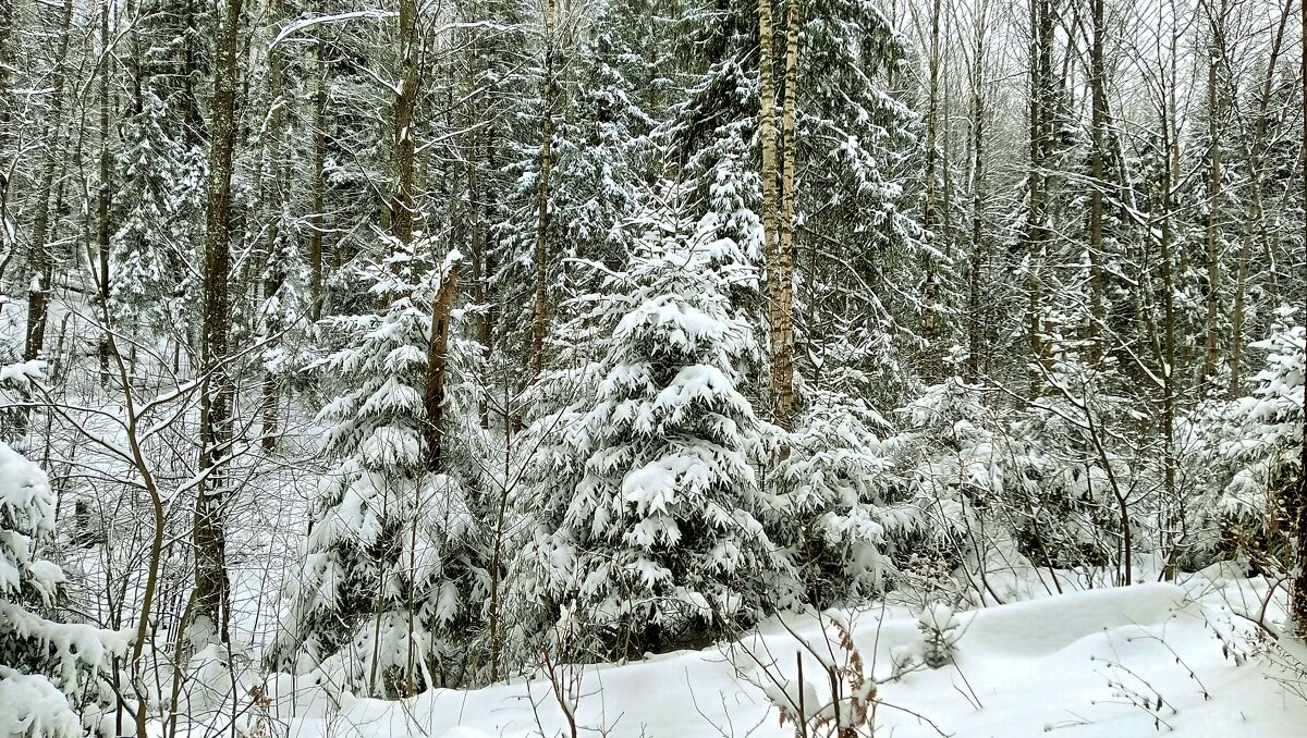 елки и снег - Владимир 