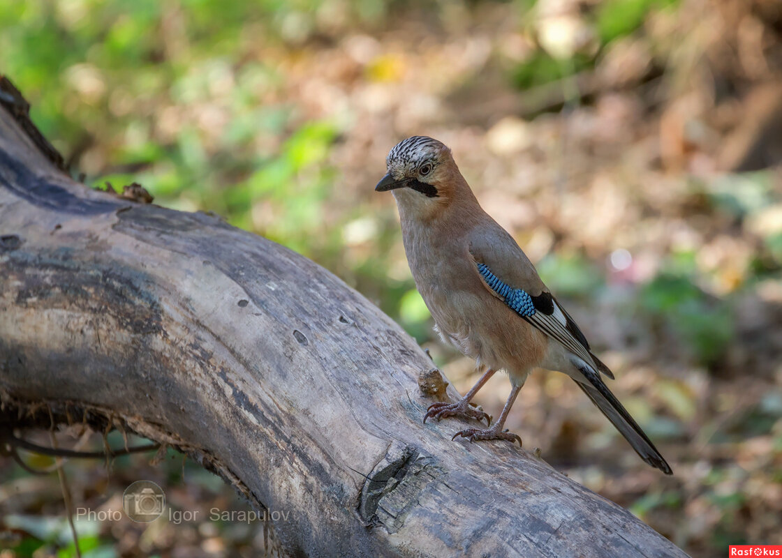 Garrulus glandarius - Игорь Сарапулов