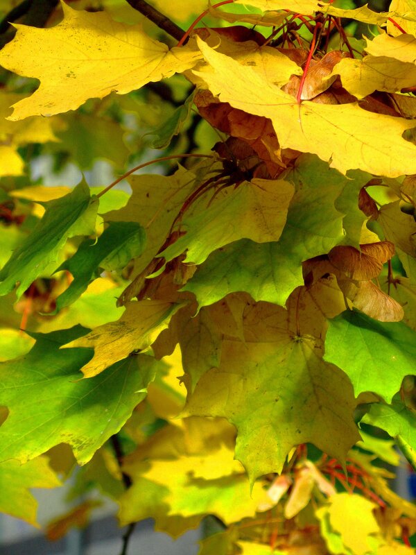 Желто-зеленые листья - Сергей Карачин