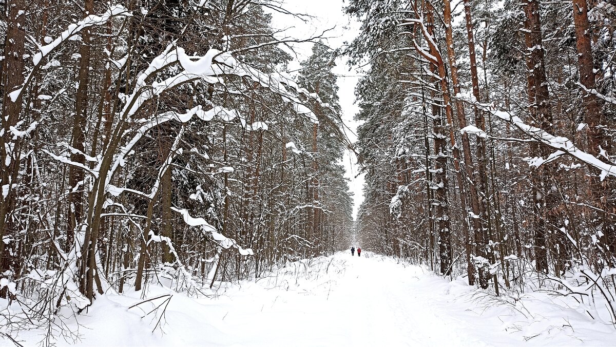 В зимнем лесу - Татьяна Тюменка