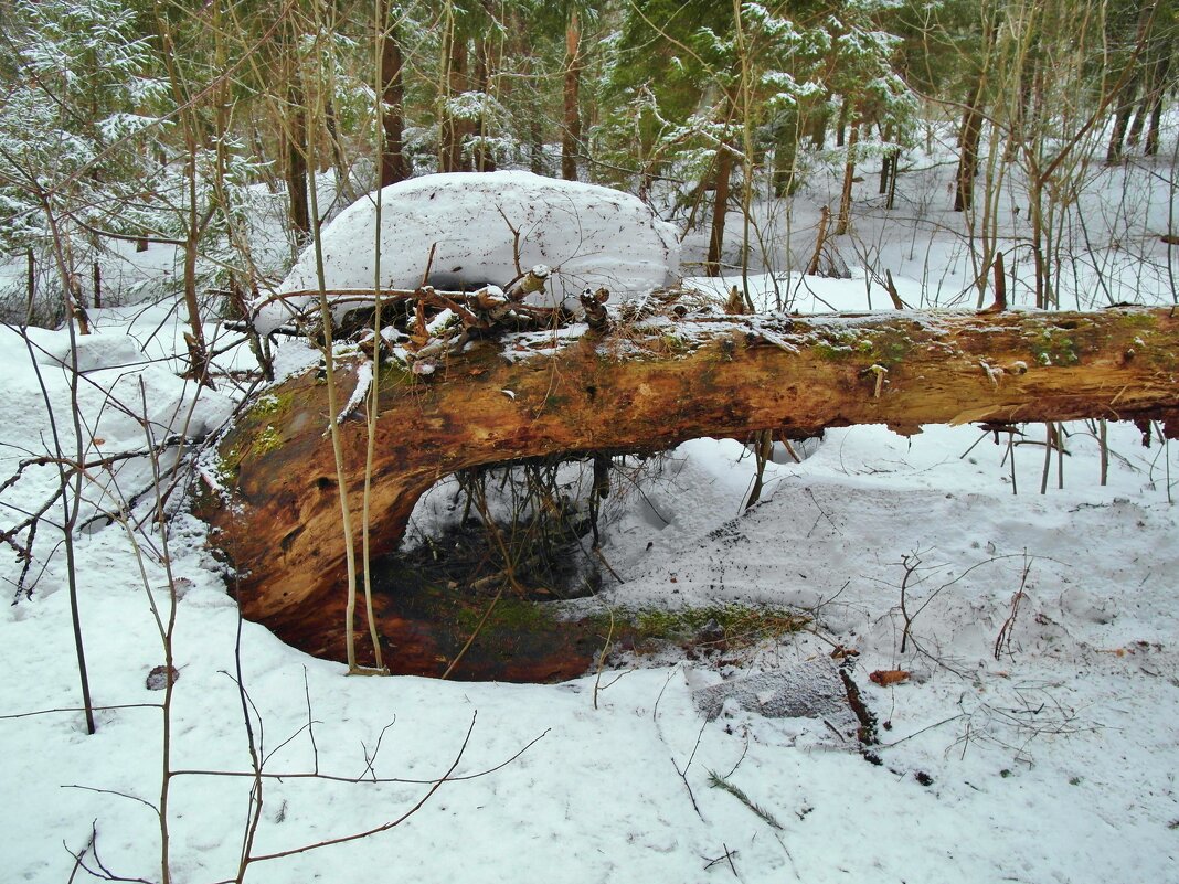 кабанчик - Владимир 