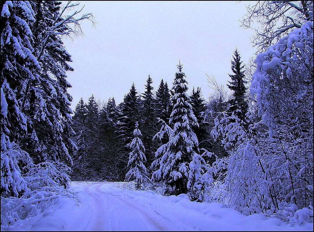 Зима в лесу - Людмила Смородинская