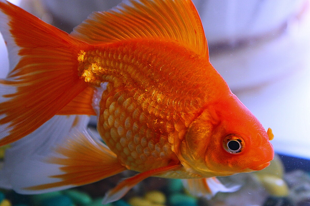Золотая рыбка - Штрек Надежда 