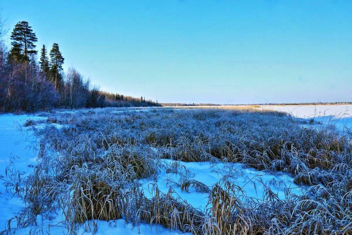 Ноябрь...Замерзшие травы в пойме протоки Чеускина. - Владимир 