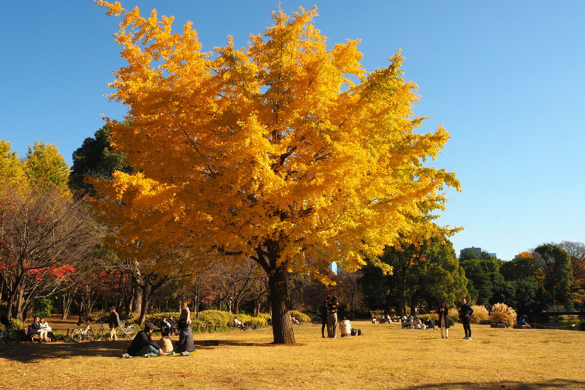 Золотые листья гинкго в парке Kitanomaru Токио - wea *