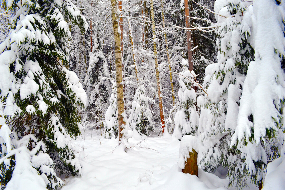в зимнем лесу - Ольга 
