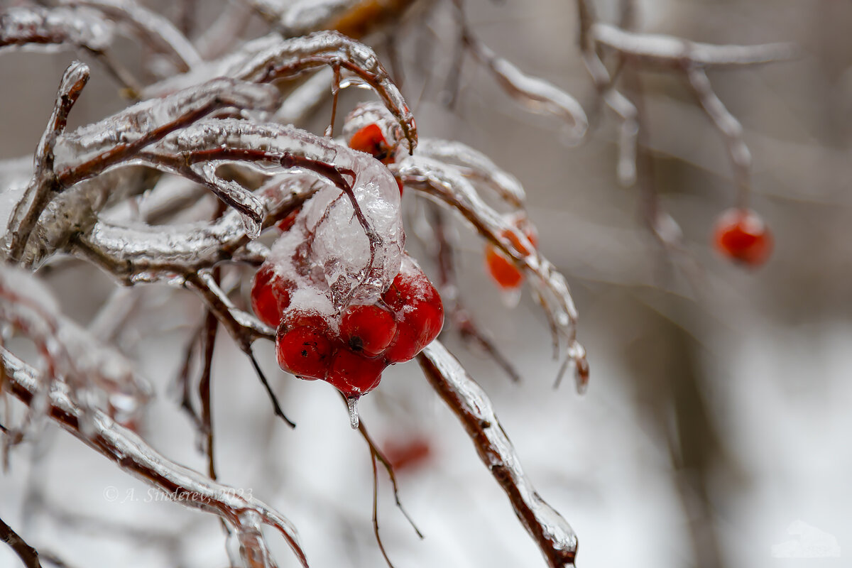 Замёрзшие ягоды красной рябины - Александр Синдерёв