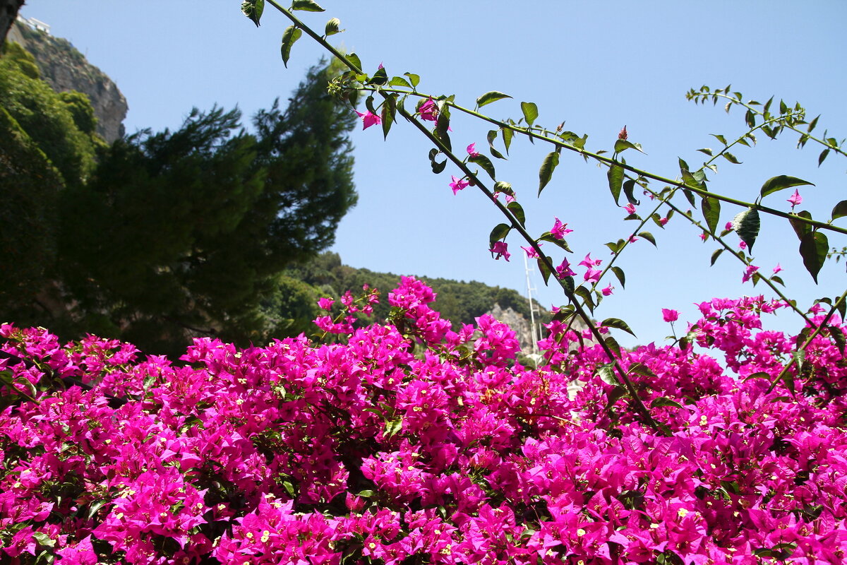 Средиземноморские цветы - Лютый Дровосек