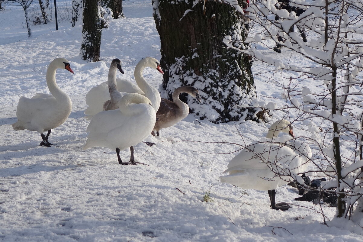 Лебеди в заснеженном парке - Рита Симонова