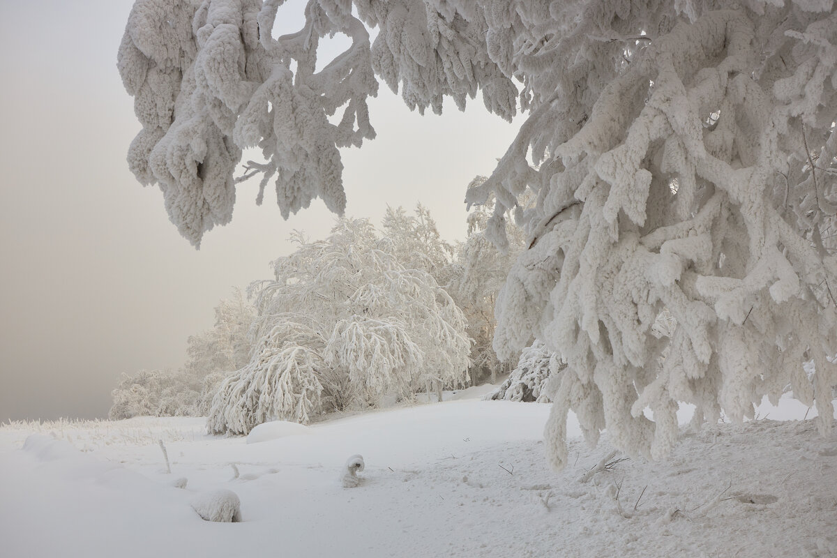 Морозные деревья - Егор Камышов