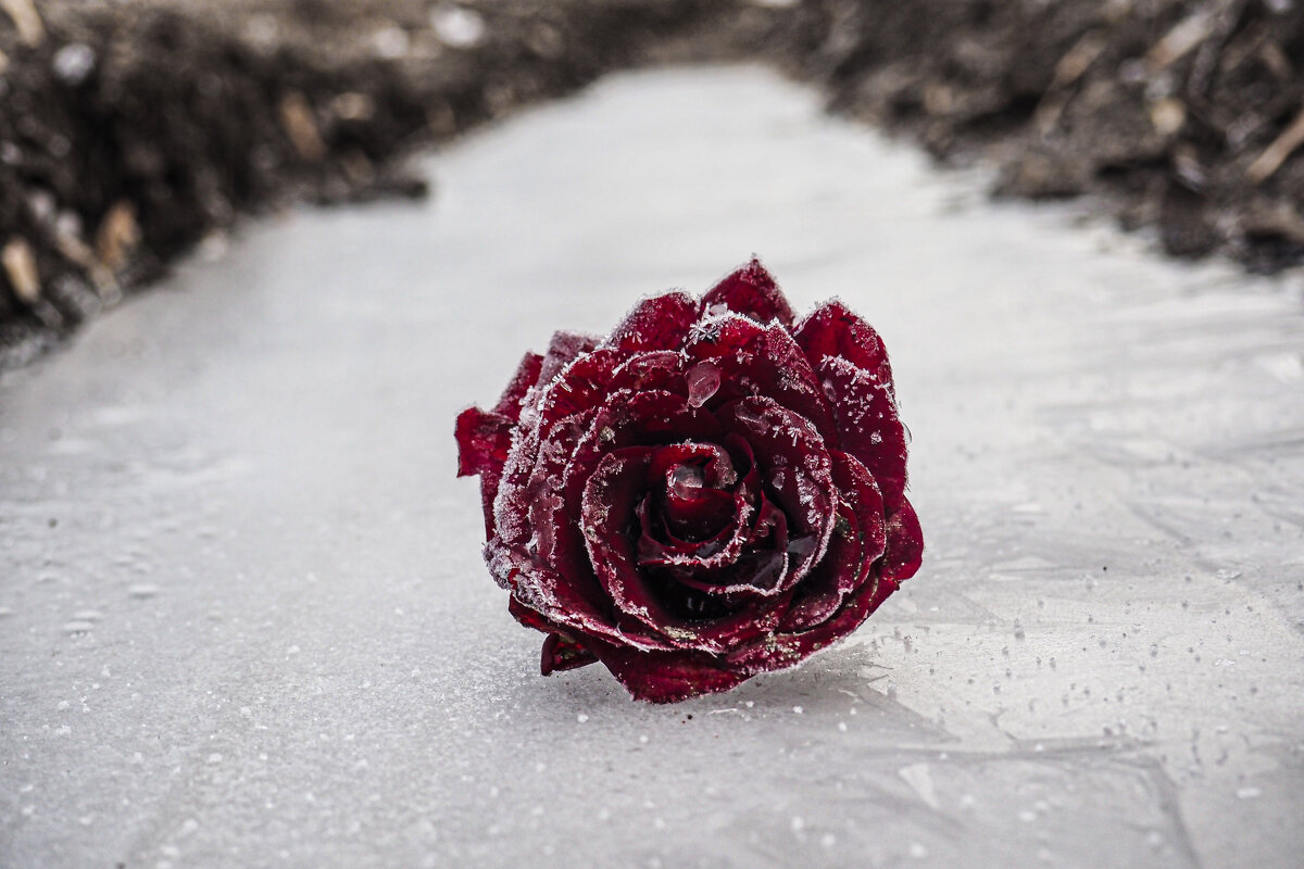 Похоронный цветок - Сергей Мартюшин