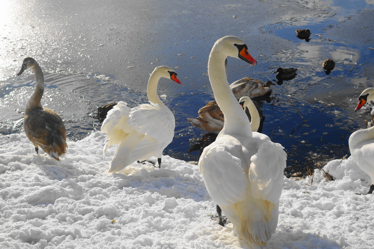 Лебеди в заснеженном парке - Рита Симонова