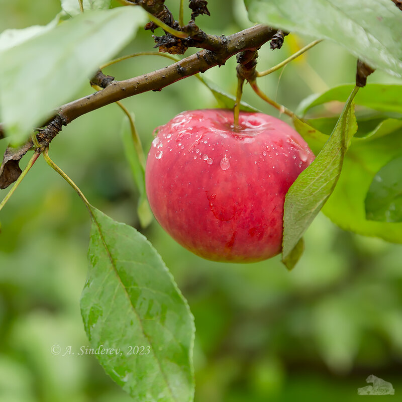 Красное яблоко в каплях дождя - Александр Синдерёв