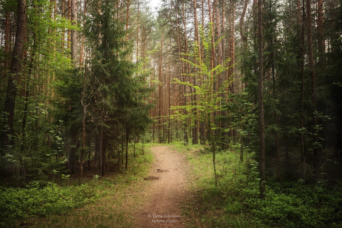 Тропинка в лесу - Елена Соколова