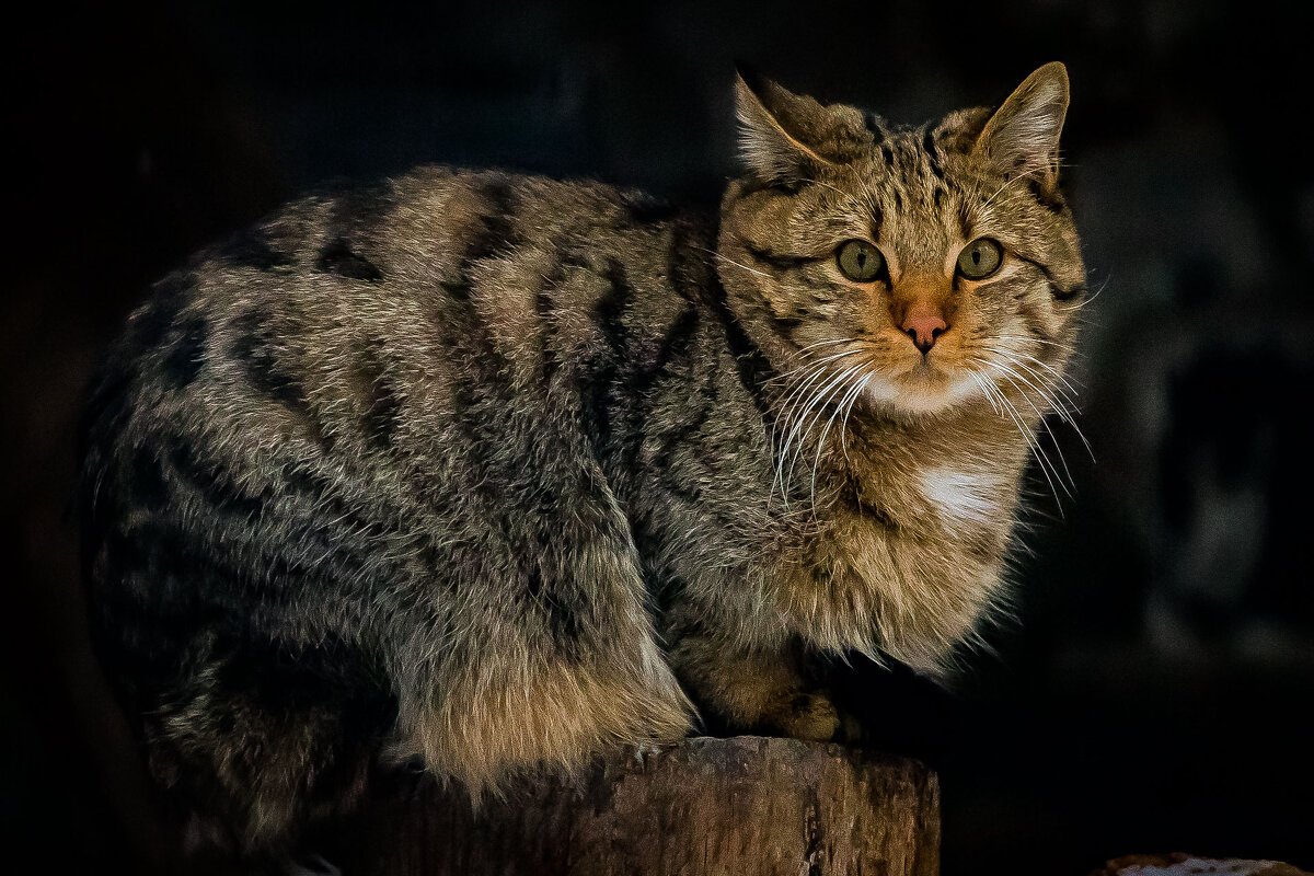 лесной кот - аркадий 