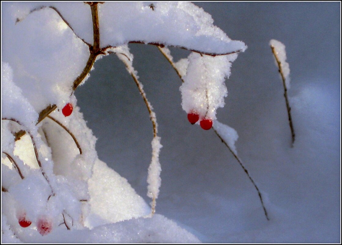 Сахарный снег - Любовь Зинченко 