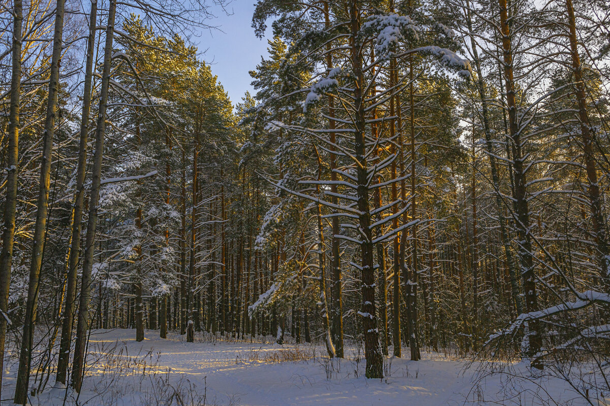 Прогулка по зимнему лесу - Сергей Цветков