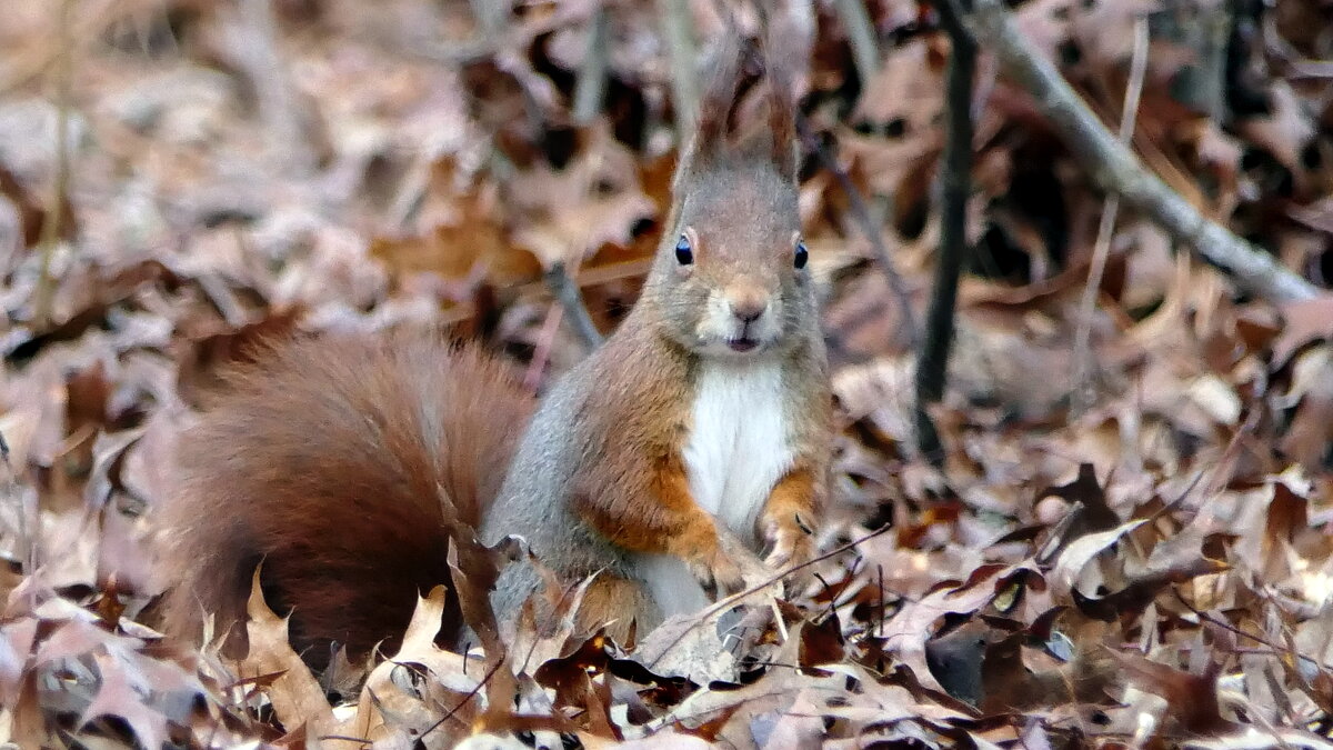 БЕЛКА ОБЫКНОВЕННАЯ (Sciurus vulgaris)... - "The Natural World" Александер