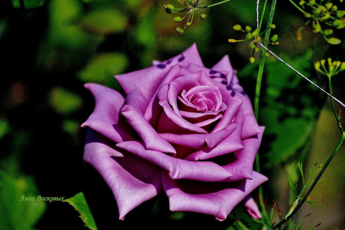 Самая красивая роза моего сада. - Восковых Анна Васильевна 