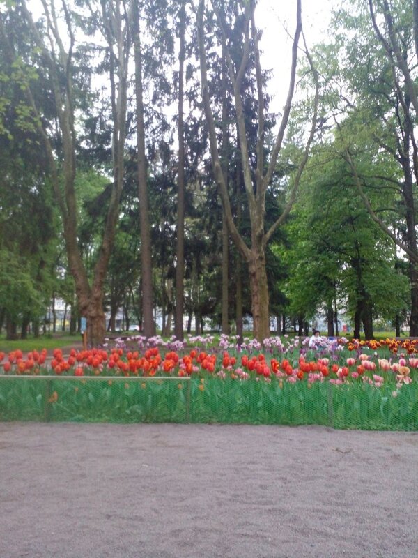 Тюльпаны и деревья - Алиса Фадеева