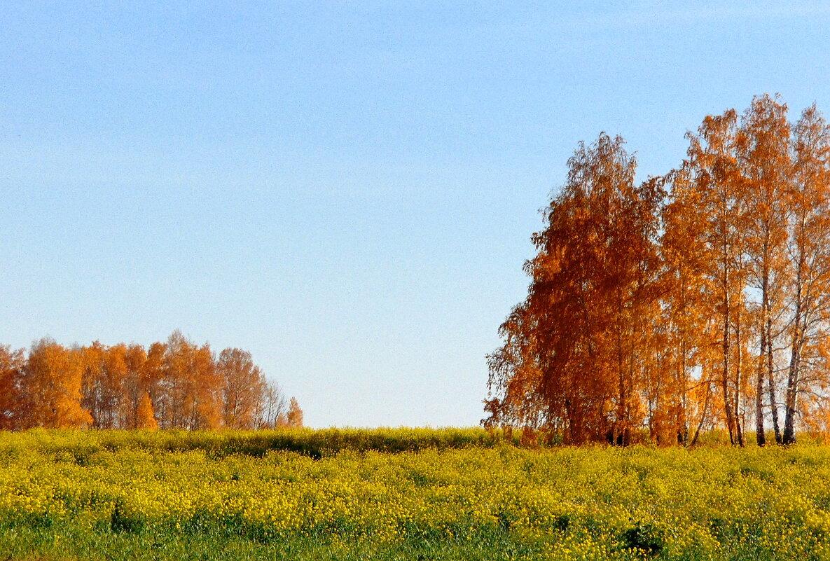 Солнце ,осень и цветы. - nadyasilyuk Вознюк