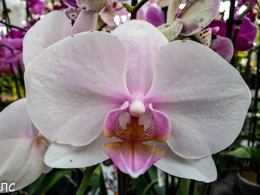 В царстве орхидей - Любовь 