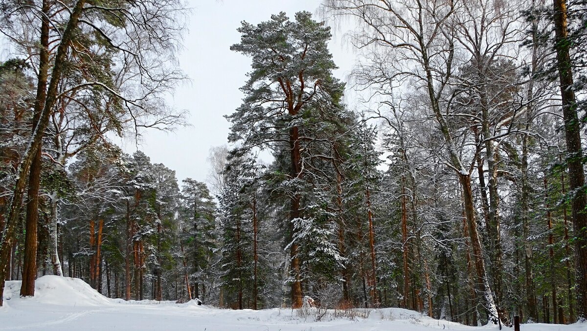 Могучая сосна. - Милешкин Владимир Алексеевич 