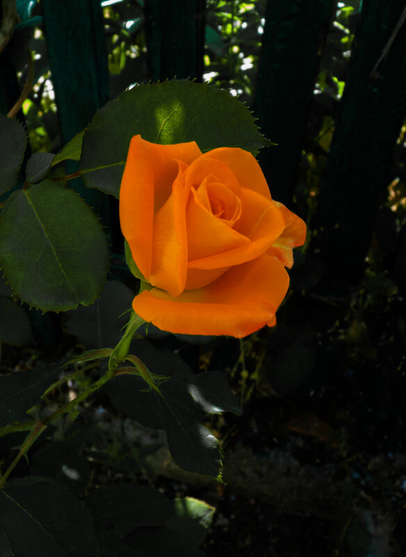 оранжевая роза - Валентин Семчишин