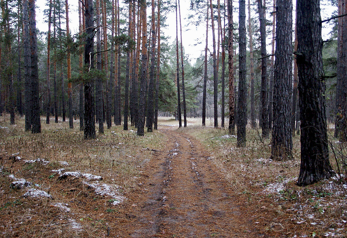 Дорога в лесу - MILAV V