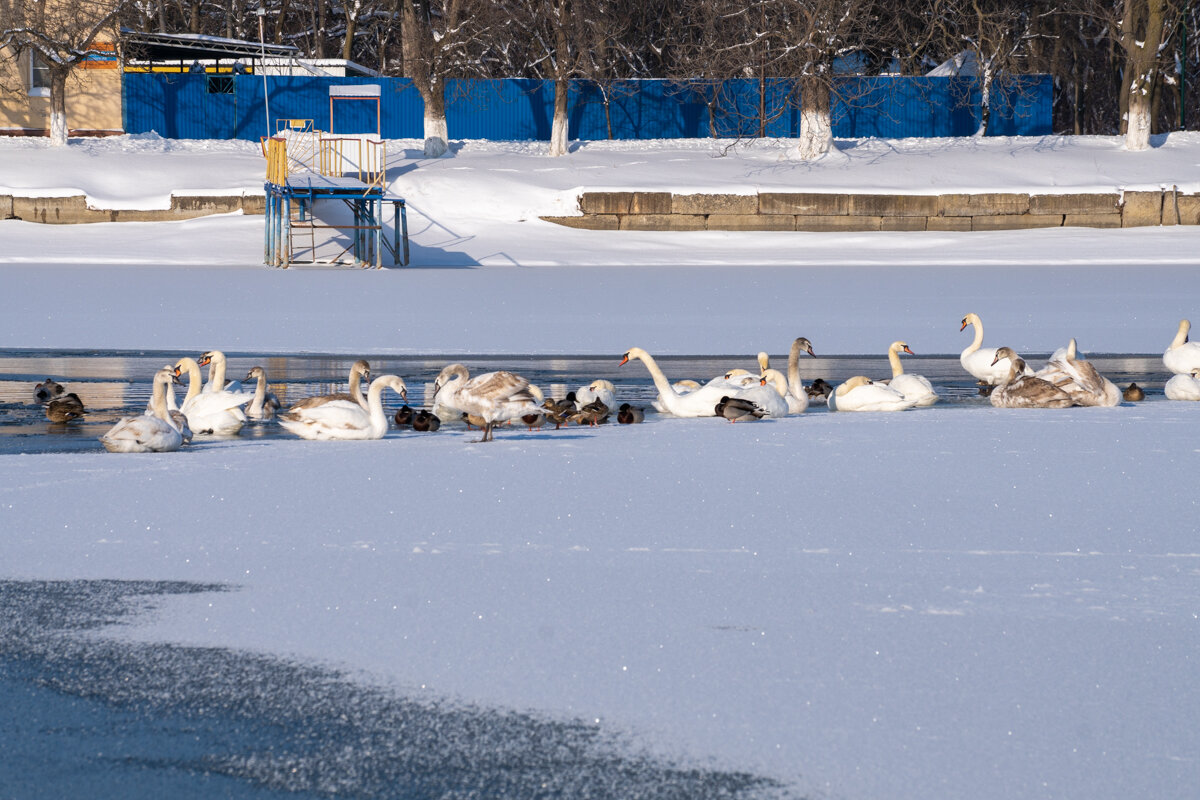 Городское водохранилище - Игорь Сикорский