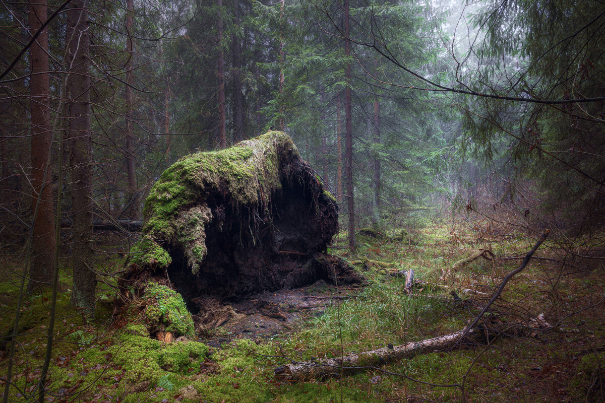 В осеннем лесу - Валерий Вождаев