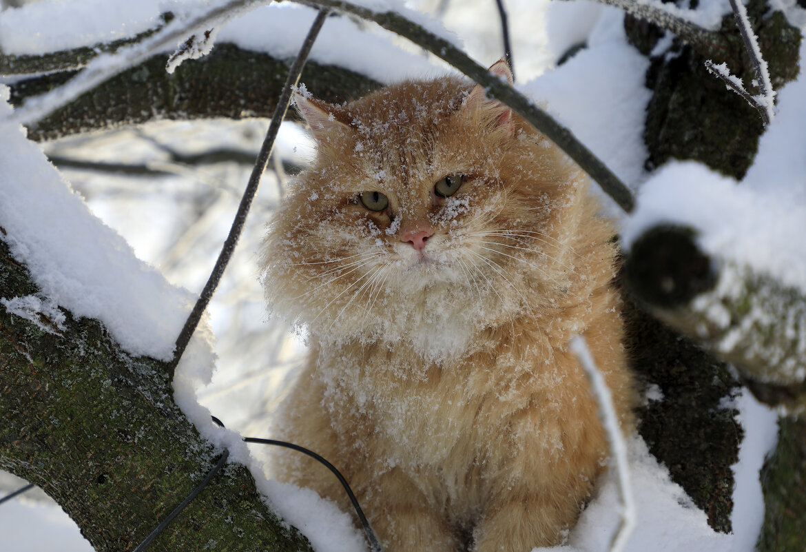 Зимний кот - Oleg S