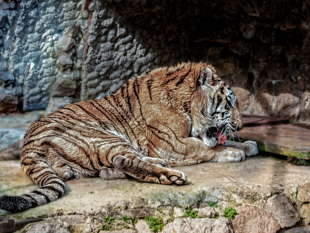 Отдыхающая тигрица - Борис 