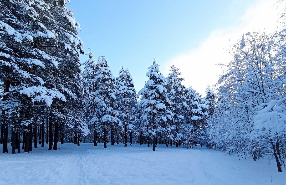 Зима в лесу - Николай 