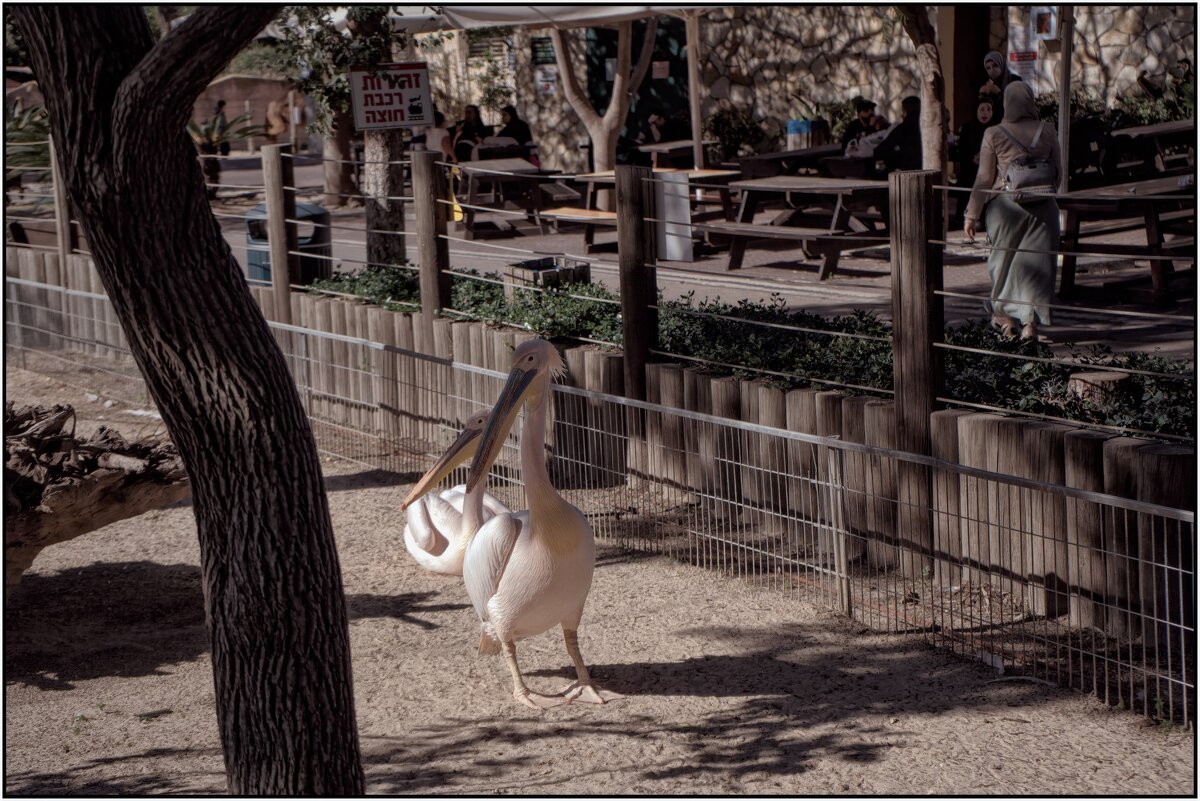 Хайфа Израиль север страны    пеликаны в зоопарке 2023г - ujgcvbif 