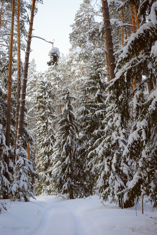 Лесной пейзаж - Юлия Паутова