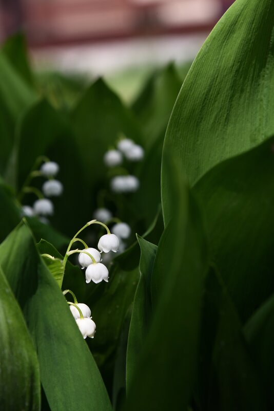 Ландыш майский (Convallaria majalis) вариегатный